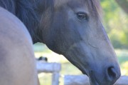 揭秘小馬游戲，一款寓教于樂的免費網絡游戲，趣味性極佳的小馬游戲，以寓教于樂的方式享受游戲樂趣