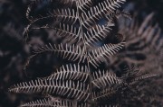 無限綠洲 - 免費游戲植物大戰怪獸的世界，無限綠洲，免費植物大戰怪獸的虛擬世界