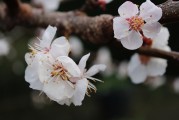 夢中樹開花，寓意何在？，夢中樹開花的寓意解讀