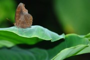 夢(mèng)到蝴蝶，解讀其背后隱藏的預(yù)兆，夢(mèng)到蝴蝶，解讀其背后的預(yù)兆與象征意義