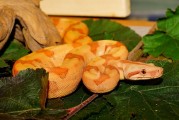 夢(mèng)到蛇，解讀其背后的征兆，夢(mèng)到蛇，解讀其背后的征兆與含義