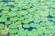 夢(mèng)到摘花生的啟示與感悟，夢(mèng)到摘花生，啟示與感悟的交織