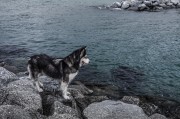 哈士奇作為一種忠誠、活潑的犬種，深受人們喜愛。作為一款專門為哈士奇設計的網站插件，它不僅能夠幫助用戶更方便地管理和查看哈士奇的相關信息，還能提高用戶體驗。，哈士奇插件，讓您的養寵生活更便捷