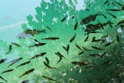 捕魚大師注冊攻略，輕松成為捕魚高手，暢享歡樂時光！捕魚大師注冊指南，快速晉升捕魚達人，盡享游戲樂趣