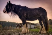 動物的游戲免費世界，10款引人入勝的動物游戲，讓它們在游戲中尋找樂趣！