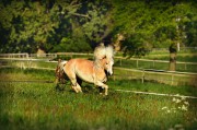 荒野之息馬匹注冊全攻略，解鎖馬匹自由馳騁的秘密，荒野之息馬匹注冊全解密，駕馭自由馳騁的駿馬之道