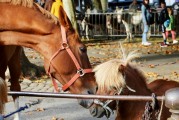 夢中奇遇，與各種動物共舞，夢中奇遇，與各種動物共舞