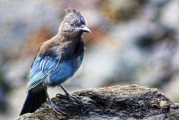 夢到野雞，預示著什么？，夢到野雞，預示與機遇的象征