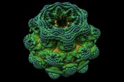 怪獸大作戰下載安裝_怪獸大作戰下載安裝最新