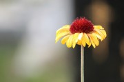 探尋自由的綠色花朵——免費的小花仙游戲介紹，小花仙，追尋自由綠色花朵的游戲介紹