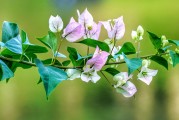 夢中桐樹花開，寓意何在？