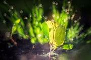 燕子翩飛入夢來——家中的溫馨與希望，燕子翩飛入夢來，家中的溫馨與希望
