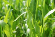 美國作物帶降雨預報緩解產量擔憂，芝加哥大豆和玉米價格回落