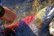 夢中魚影——釣魚魚跑的遐想，夢中魚影，釣魚與逃脫的遐想