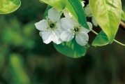 夢(mèng)中的兒子，心靈的牽掛，夢(mèng)中的兒子，心靈的永恒牽掛