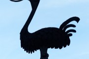 夢(mèng)到死貓的寓意與解讀，夢(mèng)到死貓的寓意與解析