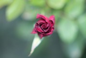 夢中見證友情之花——我的朋友結(jié)婚之夢，夢中見證友情之花，我的朋友婚禮之夢