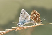 女人夢到動物，解讀夢境中的神秘信號，女人夢到動物，解讀夢境中的神秘信號