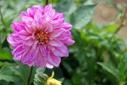 夢(mèng)中花開(kāi)花落，探尋心靈之境