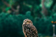 夢中的小動物世界，一場奇妙的夢境之旅，夢境中的小動物世界，奇妙的探險之旅