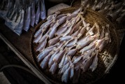 夢(mèng)游奇幻之海——夢(mèng)到奇怪的魚(yú)