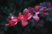 夢中重逢，思念無盡——我的母親，夢中重逢，思念無盡——懷念母親的情感之旅
