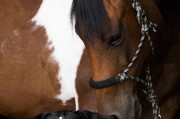 小馬游戲大全，下載、體驗全境，暢玩小馬游戲，全部游戲的下載與體驗指南