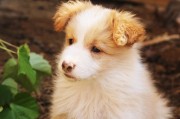 犬舍注冊全攻略，流程、注意事項及必備材料，一站式指南，犬舍注冊全解析