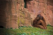 我的動(dòng)物園的游戲免費(fèi)，動(dòng)物園游戲，享受寓教于樂(lè)的動(dòng)物世界