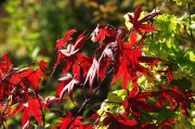 紅衣之夢，一場色彩斑斕的夢境探索，紅衣之夢，色彩斑斕的夢境探索