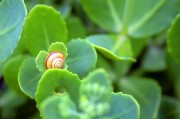 周公解夢之夢到金魚，周公解夢，夢到金魚的含義