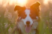 媽媽夢(mèng)中的神秘之犬，媽媽夢(mèng)中的神秘之犬，犬影幻夢(mèng)