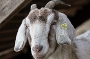 動物網頁游戲_動物游戲app