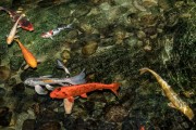 夢(mèng)到魚和水，預(yù)示著什么？，夢(mèng)到魚和水，預(yù)示的寓意與解析