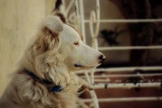 夢中尋犬記，小狗丟失后的奇跡重逢，夢中尋犬記，奇跡重逢的感人故事