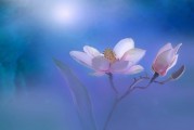 夢中的畫眉之歌，詩意與生活的交響，夢中之畫眉之歌，詩意與生活的交響樂章