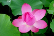 夢(mèng)到魚(yú)塘，深邃的寓意與心靈的啟示，夢(mèng)探魚(yú)塘，深邃寓意與心靈的啟示