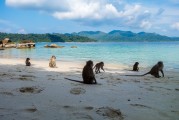 夢(mèng)境中的猴子之旅，夢(mèng)境中的猴子之旅之旅的奇幻探索