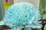年產值超5000億元！“鮮花經濟”一路生花