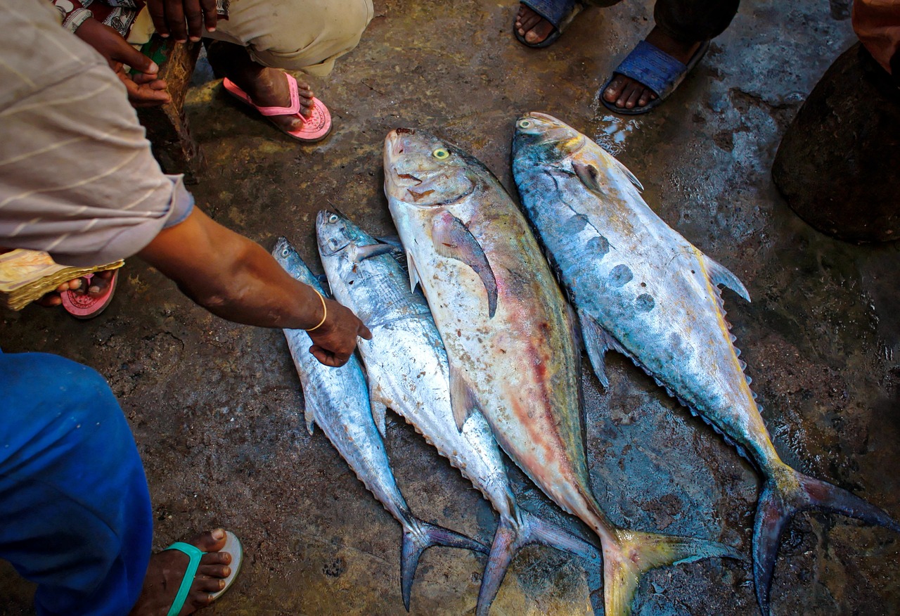 夢中尋魚，一次難忘的捕魚經歷