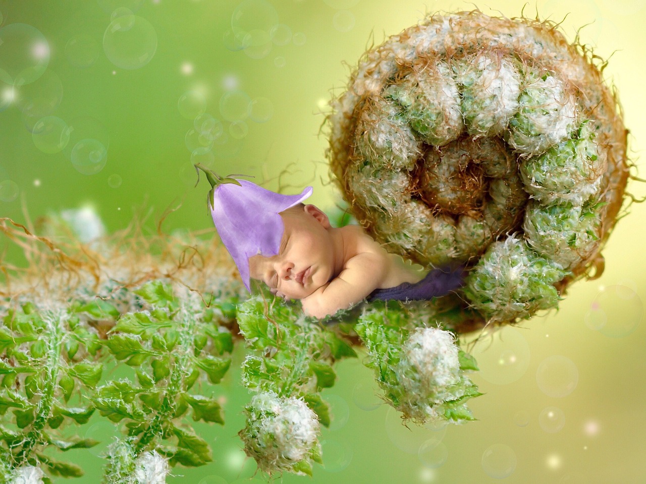 夢中的神秘使者——蟾蜍的啟示，夢中的神秘使者，蟾蜍的啟示之力