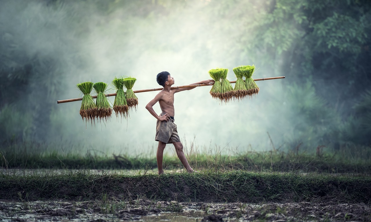 夢到插秧，解讀夢境中的農(nóng)業(yè)勞動
