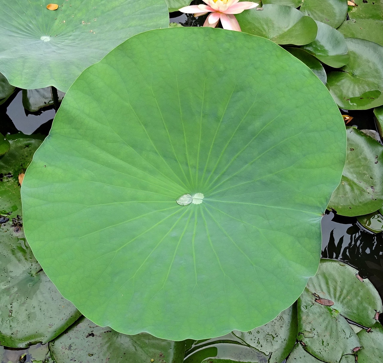 網頁小游戲植物_網頁小游戲植物大戰僵尸在線玩