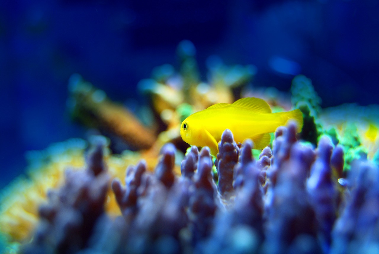 夢中的魚之海，一場與小魚的奇妙邂逅