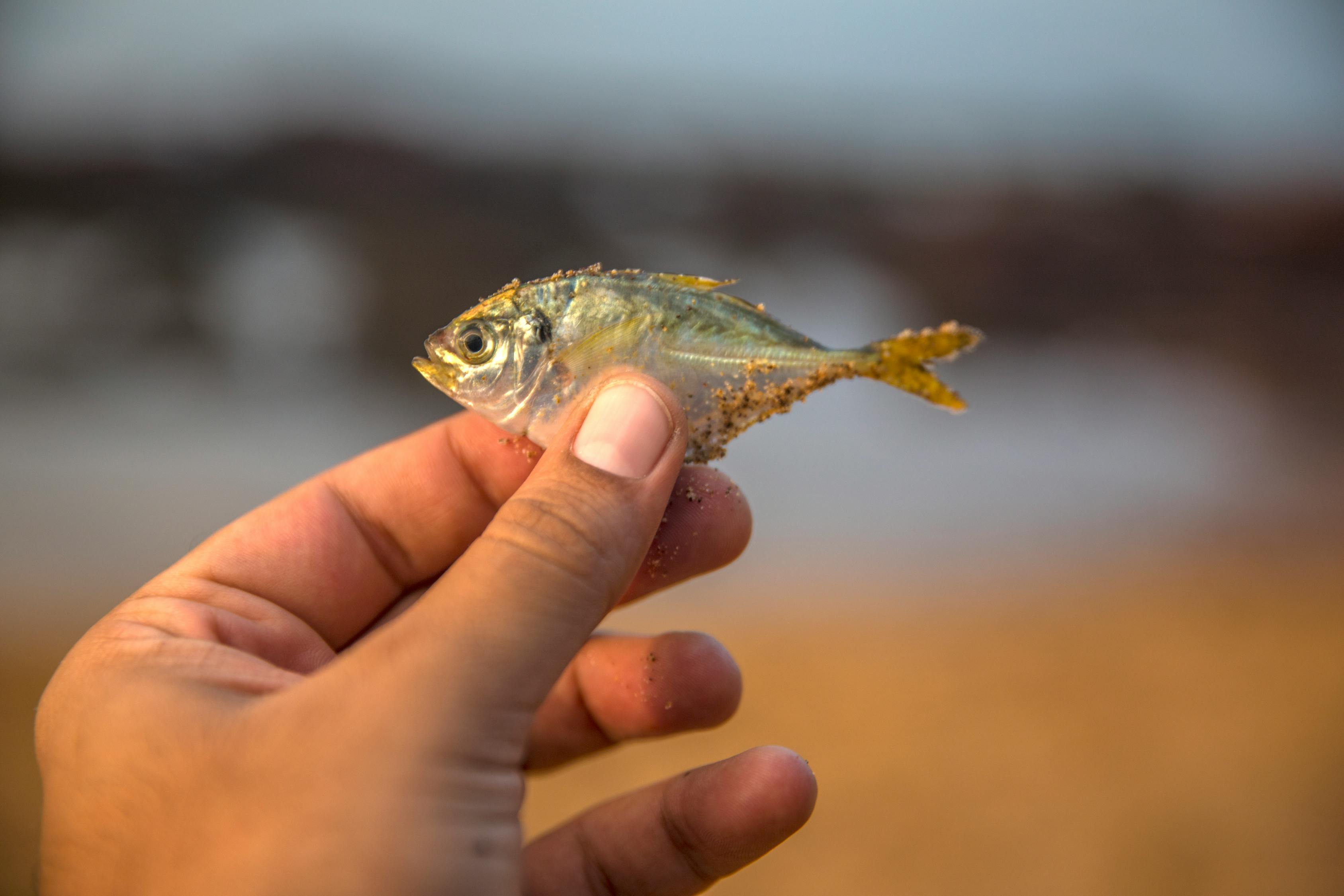 夢到釣到魚，寓意與解讀