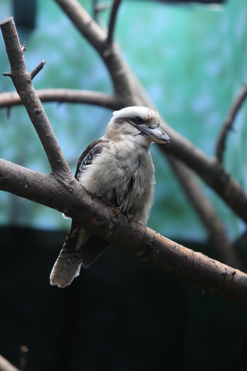 知鳥app下載安裝_知鳥官網下載安裝