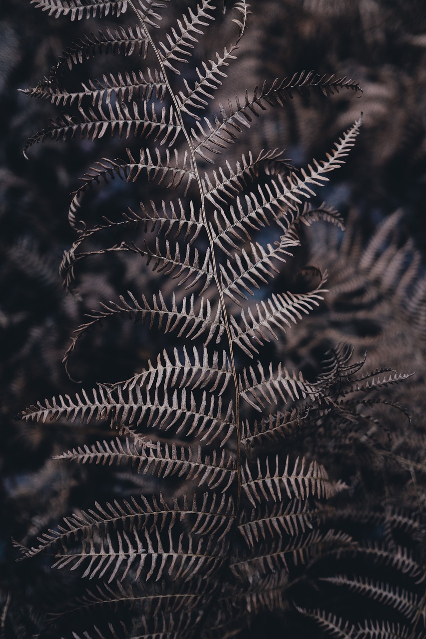 無限綠洲 - 免費游戲植物大戰怪獸的世界