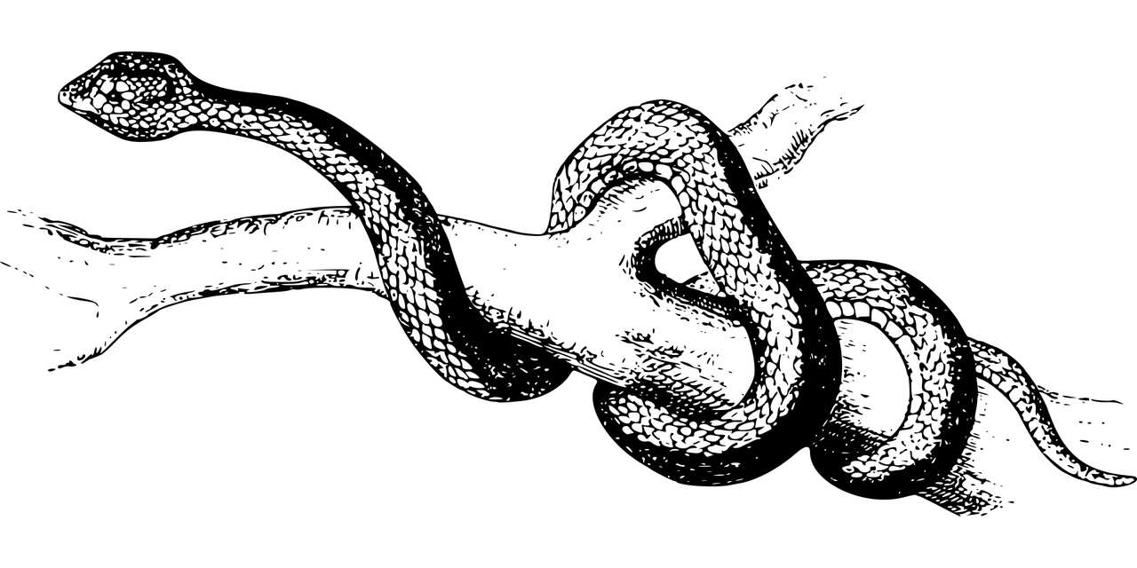 夢魘之蛇，蛇咬手之謎，夢魘之蛇，蛇咬手之謎的解析
