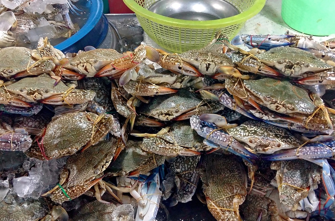 夢中奇遇，螃蟹與魚的共舞