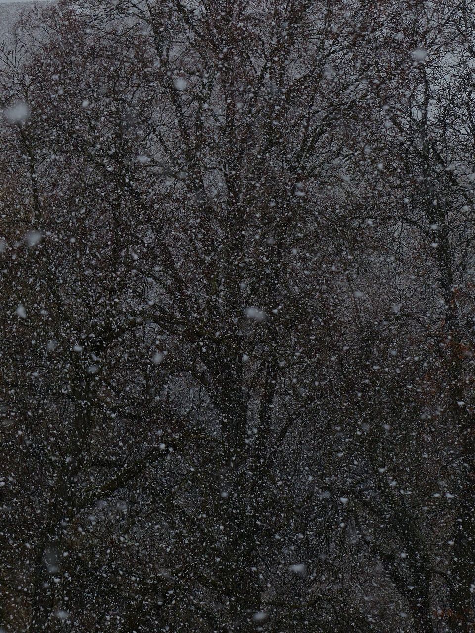 夢(mèng)中雪舞，心靈的洗禮